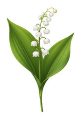 Delicate lily of the valley flower botanical garden nature serenity isolated on transparent background