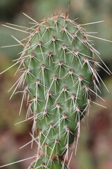 kaktus Opuncja polyacantha v hystricina Heligrand opuntia