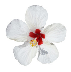 White hibiscus flower with red center and yellow stamen. Tropical botanical flora