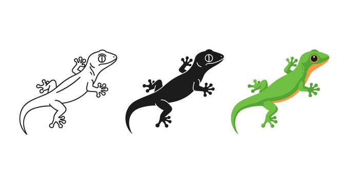 Gecko illustrations: outline, silhouette, and colored versions of a lizard