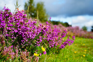 Close up of purple heather flowers