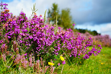 Close up of purple heather flowers