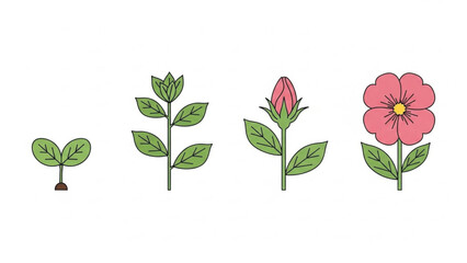 Four-stage illustrative sequence demonstrating the complete growth and life cycle of a beautiful pink flower, from seedling to bloom.