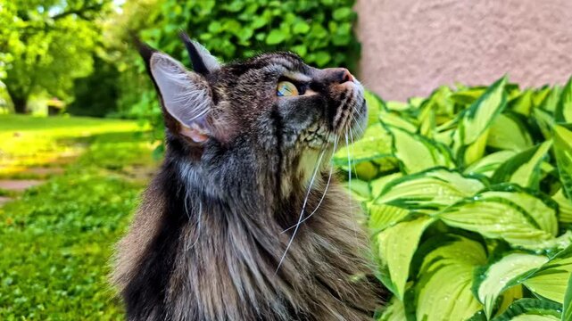 A beautiful long-haired Maine Coon cat with striking green eyes gazes alertly from a lush garden path, surrounded by vibrant hosta leaves after summer rain.