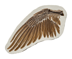 Fossilized wing structure found in recent archaeological discovery isolated on transparent background
