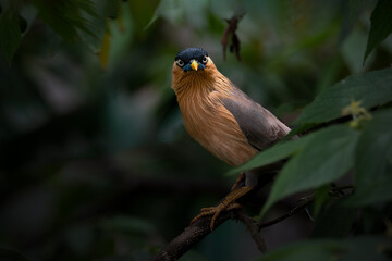  Brahminy Starling perches on a textured branch