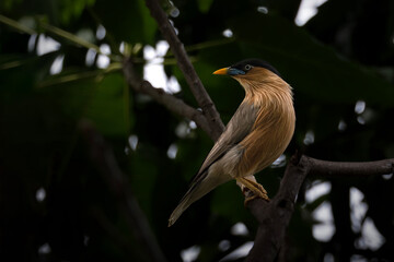  Brahminy Starling perches on a textured branch