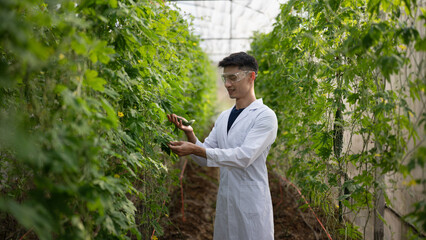 An agronomist examining bitter melon plants inside a greenhouse