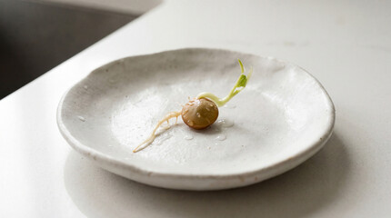 A single seed germinates, showing its delicate root and a tiny green shoot, displayed artfully on a speckled, textured ceramic plate with water droplets.