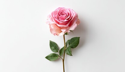 Overhead shot of a delicate, pink rose with green leaves on a pristine, white backdrop