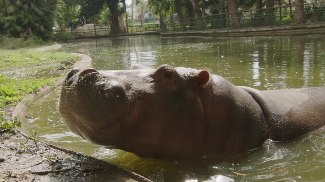 Hipop&oacute;tamo comiendo