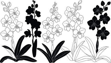 Hand Drawn Orchid Flower Collection Featuring Detailed Line Art and Black Silhouette Sketches of Phalaenopsis Blossoms for Elegant Botanical Design © Mostafizar