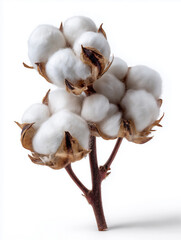 cotton on a white background, 