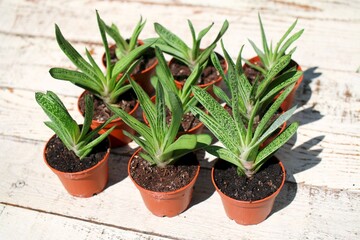  Gasteria batesiana Little Warty