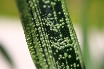  Gasteria batesiana Little Warty