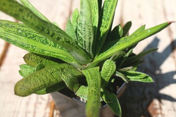  Gasteria batesiana Little Warty