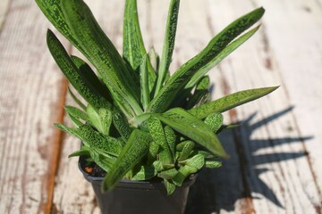  Gasteria batesiana Little Warty