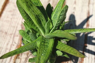  Gasteria batesiana Little Warty