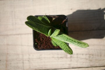  Gasteria batesiana Little Warty