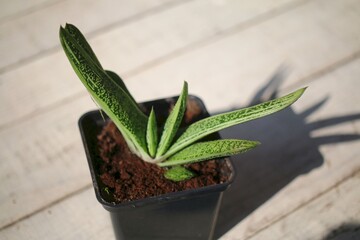  Gasteria batesiana Little Warty