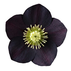 Dark purple hellebore flower isolated on gray background