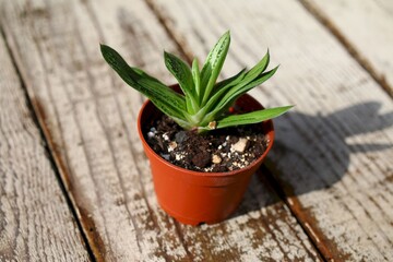  Gasteria batesiana Little Warty