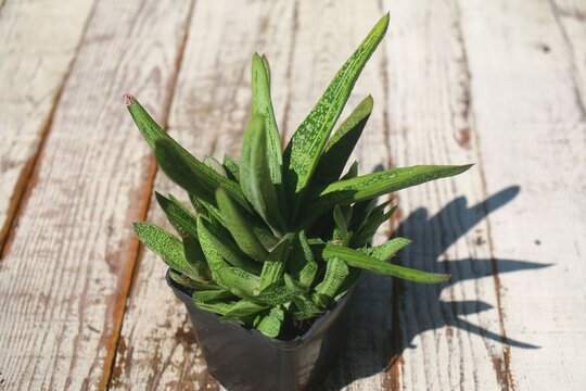  Gasteria batesiana Little Warty