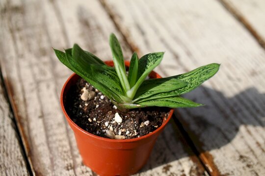  Gasteria batesiana Little Warty