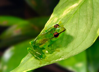 Madagaskarfrosch // Madagascar frog  (Guibemantis pulcher) - Madagascar