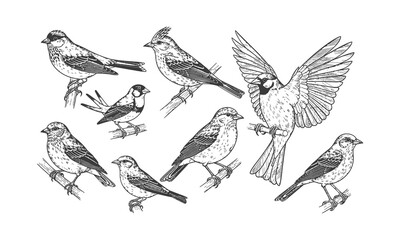 Detailed hand drawn collection of birds perched on branches illustration