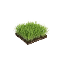Square of fresh grass on Transparent Background