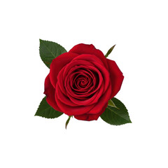 Single beautiful red rose on Transparent Background