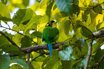 Long-tailed Broadbill perched on a mossy branch in a lush forest, displaying its vibrant green plumage, long tail, and striking blue facial markings in natural habitat.