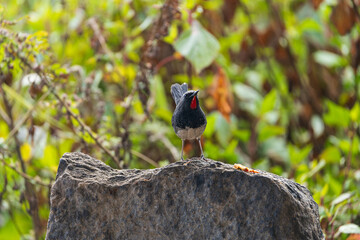 Himalayan Rubythroat perched on a stone, showing rich ruby-red throat, contrasting plumage, and alert posture in its natural mountain habitat, a striking high-altitude songbird.