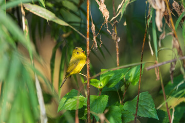 Whistler&rsquo;s Warbler in its natural habitat, a small greenish songbird moving through dense Himalayan forest foliage, blending perfectly with mossy branches and leaves.