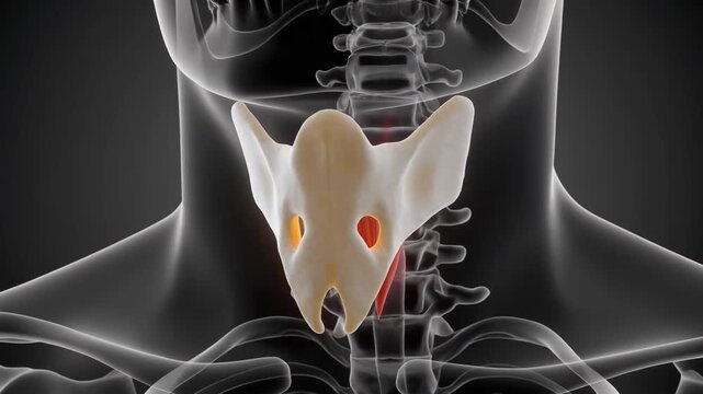 3D Rotational View of Human Hyoid Bone Anatomy and Surrounding Neck Structures