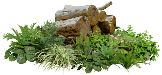 3D render foreground Tropical Plant Green Leaf on transparent background