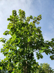 Fototapeta premium Tall tree reaching towards the sky with lush green leaves. A strong and healthy tree growing under a bright sky. Green tree standing tall in the open field under the blue sky.