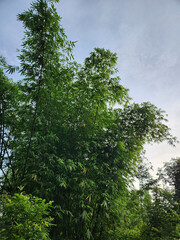 Fototapeta premium Bamboo trees reaching for the sky with fresh green leaves. Bamboo grove with green leaves under the bright, clear sky. Bamboo trees with vibrant green leaves under the sunny sky. Tall bamboo trees