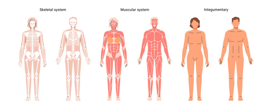 Human body network set, muscular and skeletal systems of male and female organism. Vector internal organs and parts. Educative anatomy flashcards. Full length educational diagram of man and woman