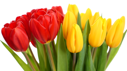 Bright red and yellow tulips with green leaves, isolated on transparent background