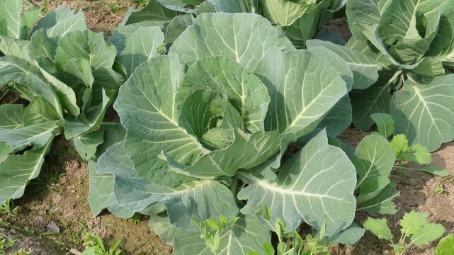 Healthy cabbage plants thriving in with broad green leaves