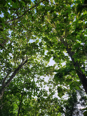 Obraz premium Sunlight filtering through lush green tree canopy. Vibrant tree canopy with sunlight streaming through. Lush green foliage and sunlight creating a peaceful ambiance. Bright sunlight shining 