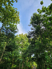Fototapeta premium Sunlit forest path leading through vibrant trees. A scenic green trail with sunlight breaking through. Forest pathway with rays of sunlight and green foliage. Peaceful nature path