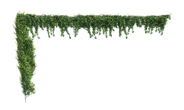 Ivy frame vertical and horizontal ivy green leaves png alpha channel 