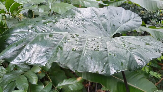 Rainwater on elephant ear leaves after rainfall