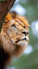 Fototapeta premium Majestic male lion portrait with golden mane looking upward in natural habitat. Powerful big cat close-up showcasing regal expression and wild beauty.
