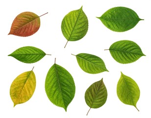 Fototapeta premium Assortment of vividly colored, isolated leaves against a stark white backdrop. Various green and autumnal hues are showcased