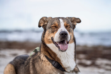 glücklicher Hund am Meer