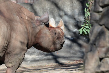 ヒガシクロサイ